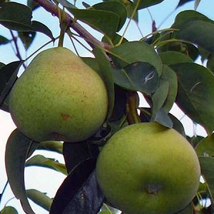 Overview of pear varieties Osennyaya Yakovleva: advantages, disadvantages, nuances of growing