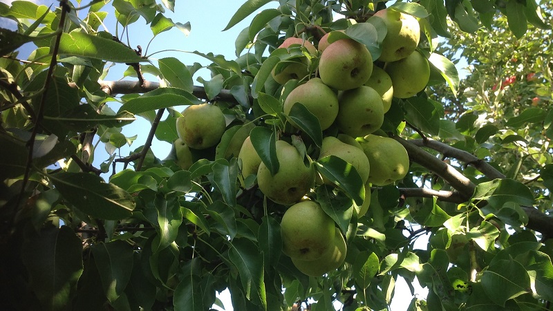 Overview of pear varieties Osennyaya Yakovleva: advantages, disadvantages, nuances of growing