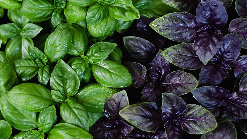 How to properly prepare basil for the winter at home in different ways