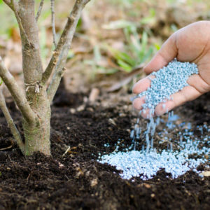What is the best way to add to the soil when planting carrots: the secrets of a rich harvest