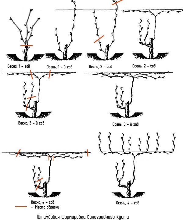 Why do you need pruning grapes in the fall and how to carry it out correctly