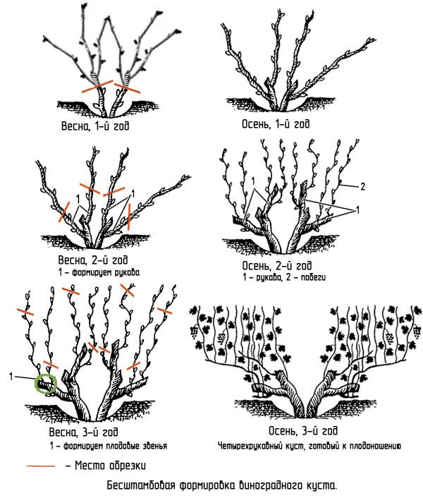 Why do you need pruning grapes in the fall and how to carry it out correctly