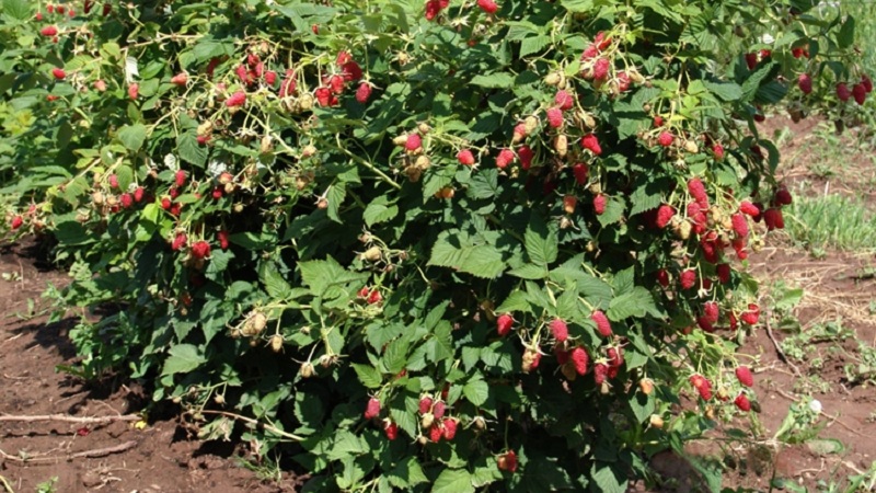 A guide to replanting raspberries in the fall to a new location for beginner gardeners