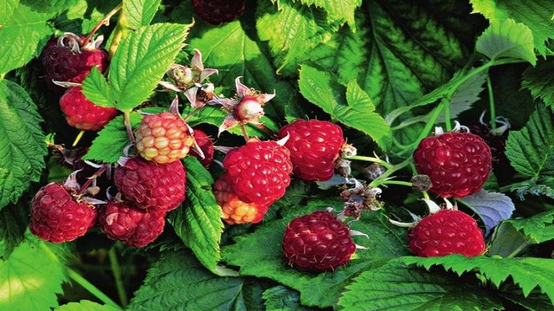 A guide to replanting raspberries in the fall to a new location for beginner gardeners
