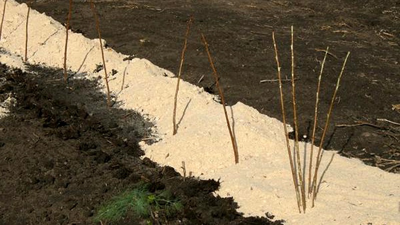 A guide to replanting raspberries in the fall to a new location for beginner gardeners