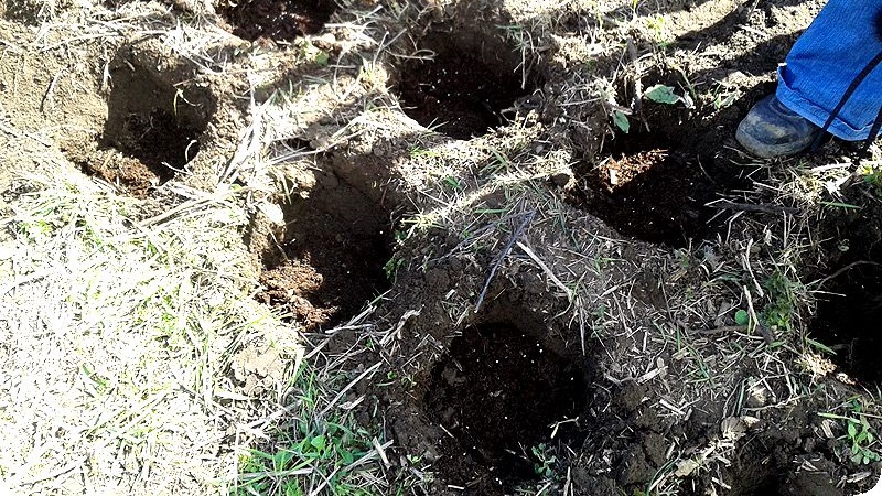 A guide to replanting raspberries in the fall to a new location for beginner gardeners