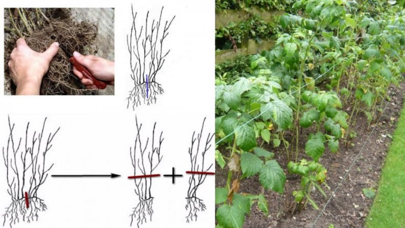 A guide to replanting raspberries in the fall to a new location for beginner gardeners
