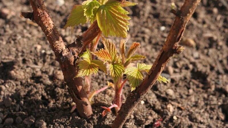 A guide to replanting raspberries in the fall to a new location for beginner gardeners