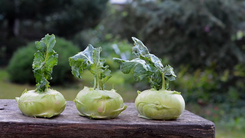 Planting, growing and caring for kohlrabi cabbage