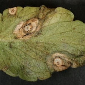Instructions for transplanting honeysuckle to a new location in stages