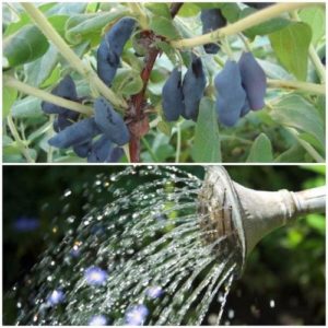 Instructions for transplanting honeysuckle to a new location in stages