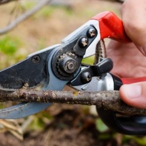 Instructions for transplanting honeysuckle to a new location in stages