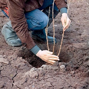 Instructions for transplanting honeysuckle to a new location in stages