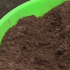 Instructions for transplanting honeysuckle to a new location in stages