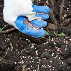 Instructions for transplanting honeysuckle to a new location in stages