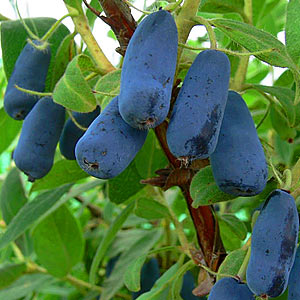 Instructions for transplanting honeysuckle to a new location in stages