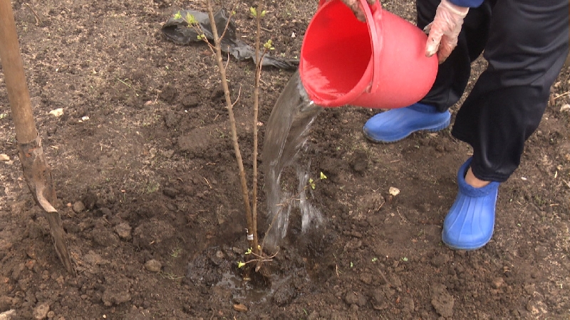 Instructions for transplanting honeysuckle to a new location in stages