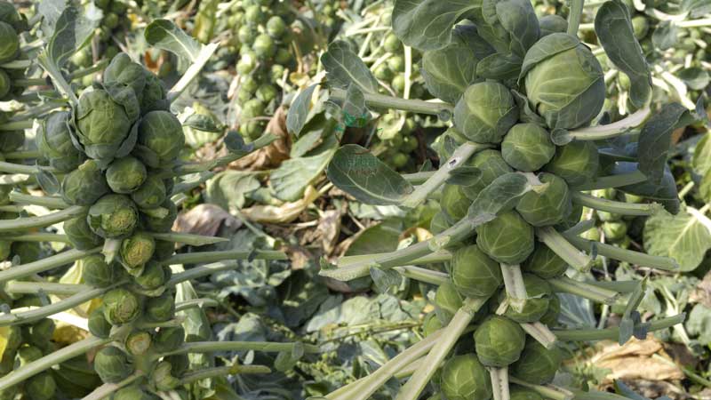 Proven ways to store Brussels sprouts fresh, frozen, and canned for the winter