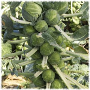 Proven ways to store Brussels sprouts fresh, frozen, and canned for the winter