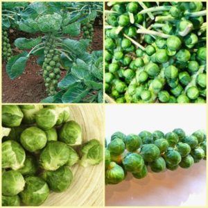 Proven ways to store Brussels sprouts fresh, frozen, and canned for the winter