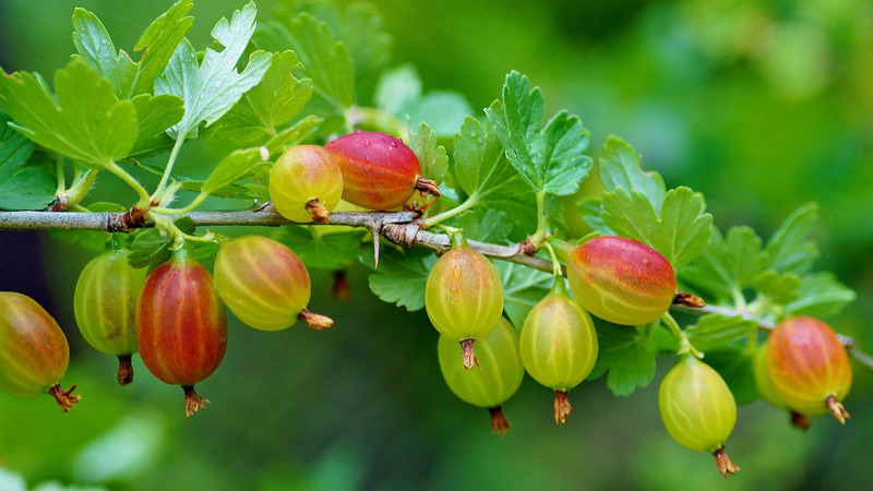 Instructions for planting gooseberries in the fall and further care for them