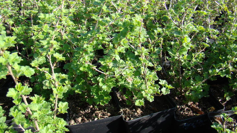 Instructions for planting gooseberries in the fall and further care for them