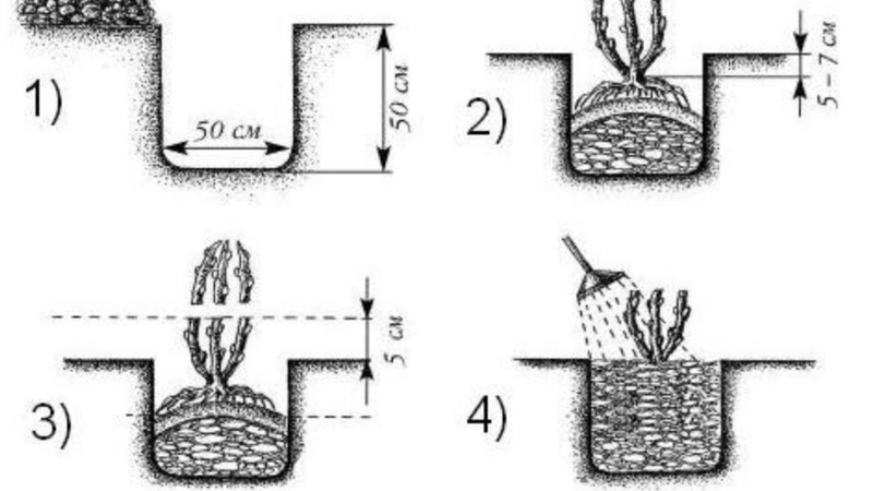 Instructions for planting gooseberries in the fall and further care for them