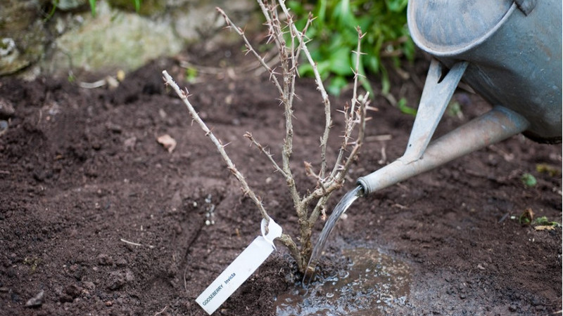 Instructions for planting gooseberries in the fall and further care for them