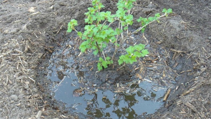 Instructions for planting gooseberries in the fall and further care for them