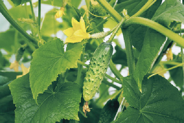 Various methods and schemes for the formation of cucumbers in the open field: instructions for beginners
