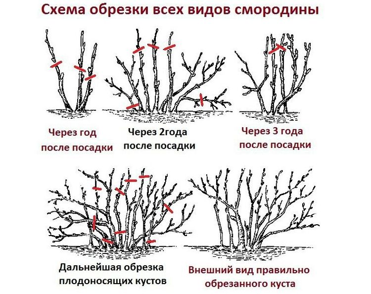 A beginner's guide to pruning currants correctly in the fall