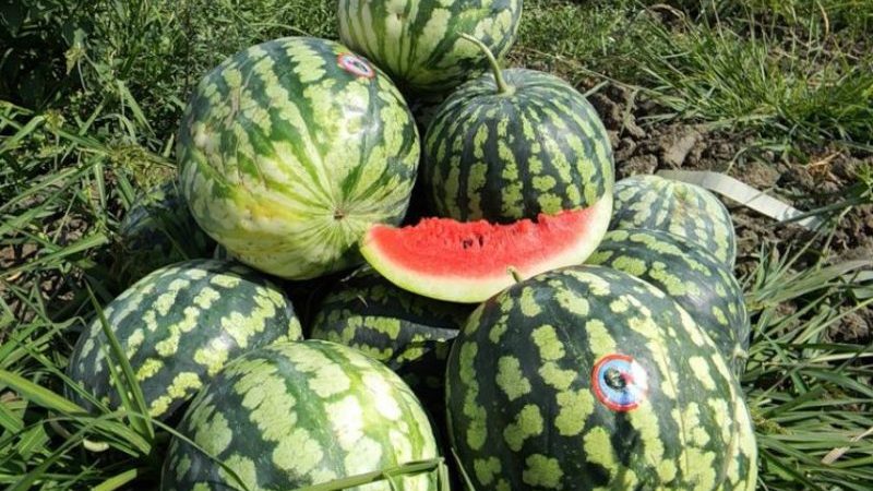 Why Astrakhan watermelon is good and why farmers love it so much