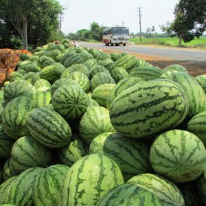 Why Astrakhan watermelon is good and why farmers love it so much