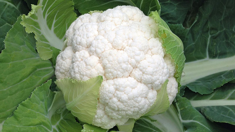 How can you replace potatoes during a diet