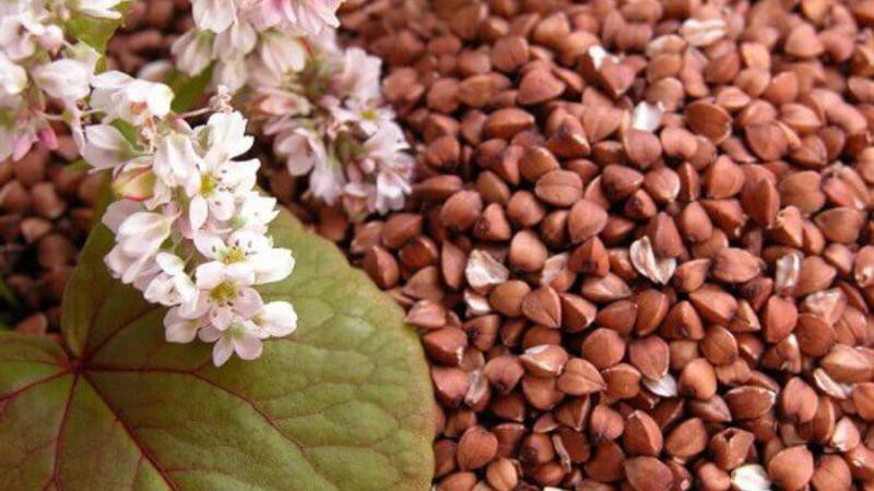 What is buckwheat done, what is good and for which dishes it is suitable