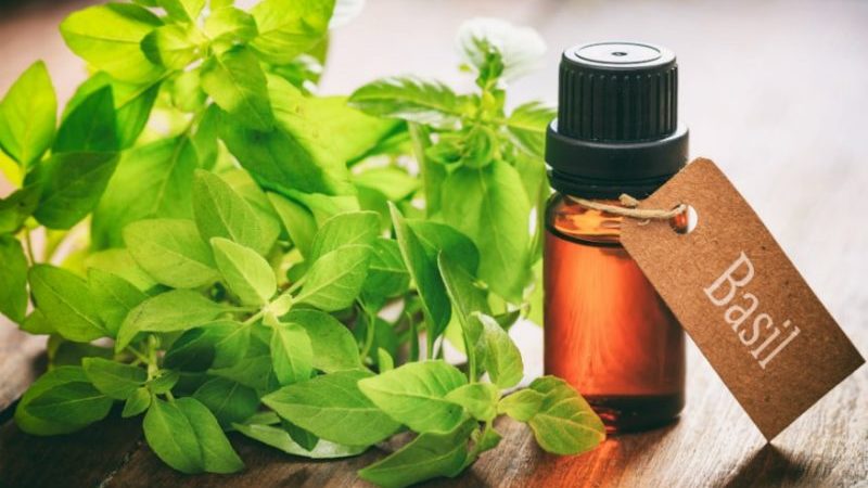 Why basil essential oil is useful and how to use it correctly
