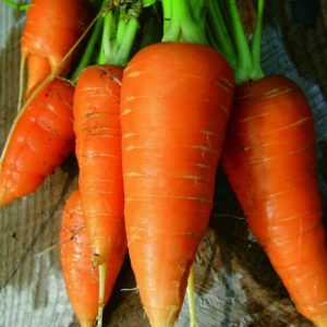 Reference French carrot variety Carotel