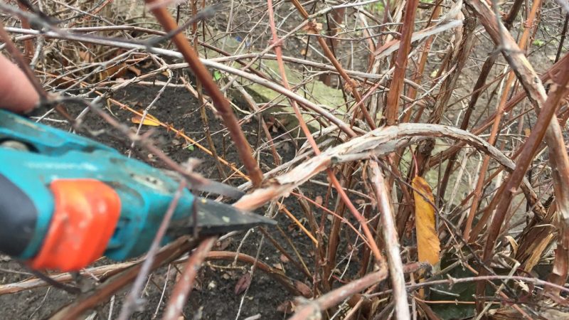 Honeysuckle care steps in autumn to prepare for winter