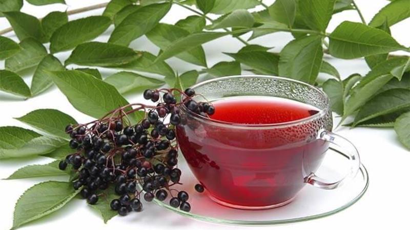 A step-by-step guide to fermenting currant leaves for tea at home