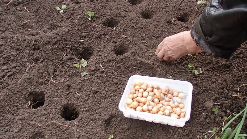 The main secrets of planting onion sets before winter: how and when to plant correctly
