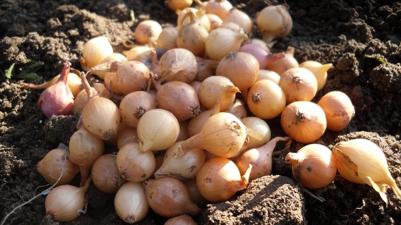 The main secrets of planting onion sets before winter: how and when to plant correctly
