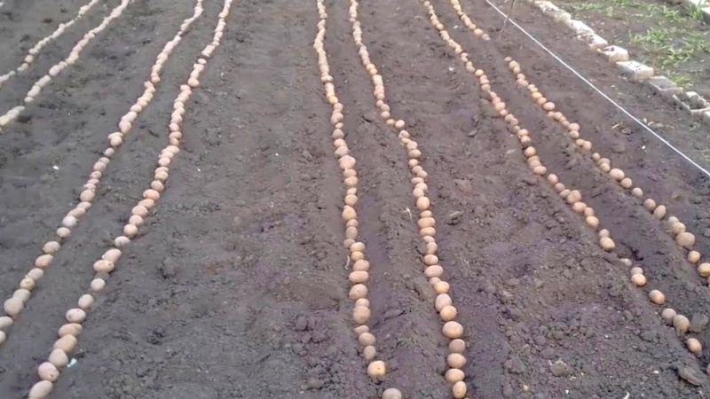 What should be the planting depth of potatoes, what it depends on and what it affects