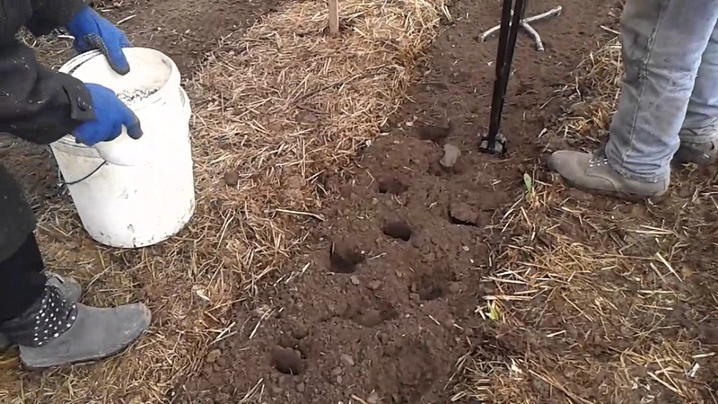What should be the planting depth of potatoes, what it depends on and what it affects