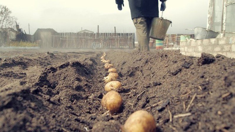 What should be the planting depth of potatoes, what it depends on and what it affects