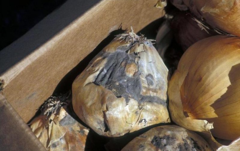 What to do if the onion rots during storage and in the garden