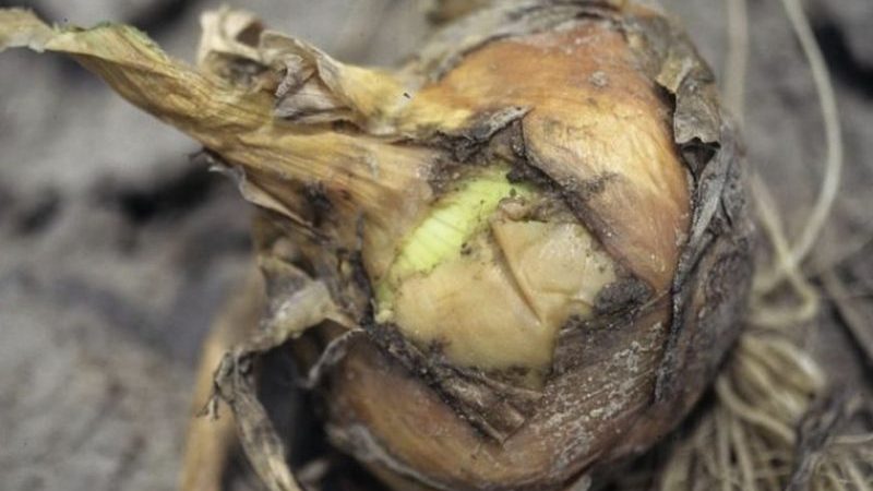 What to do if the onion rots during storage and in the garden