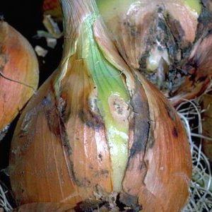 What to do if the onion rots during storage and in the garden