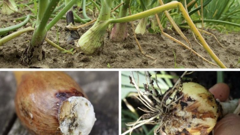 What to do if the onion rots during storage and in the garden