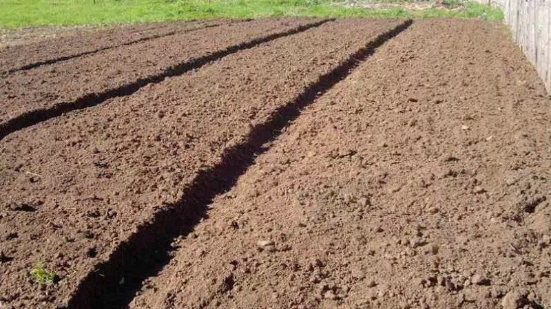Preparing the soil for planting potatoes: what acidity of the earth is needed
