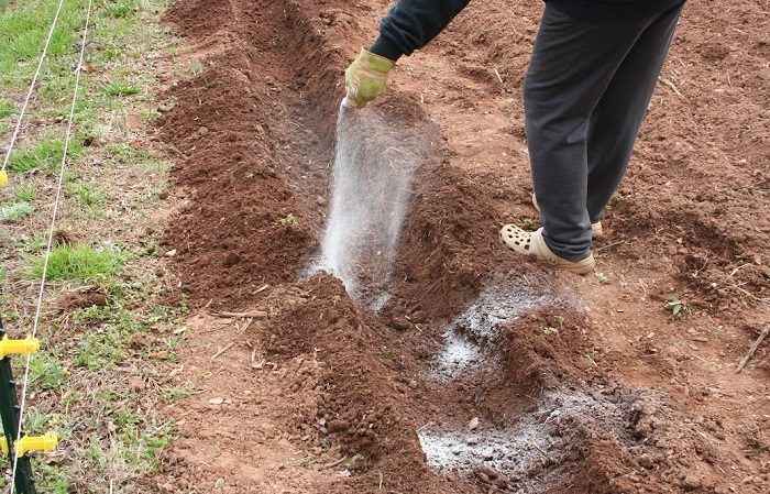 Preparing the soil for planting potatoes: what acidity of the earth is needed